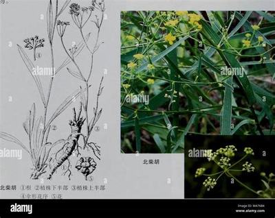 新沂手機游戲代理與互聯(lián)網(wǎng)信息服務的融合發(fā)展